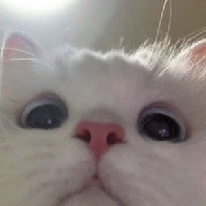 Meet your Posher, Estelle